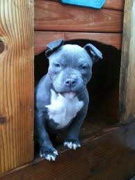Pitbull Ve Dogo Argentino Satis Posts Facebook