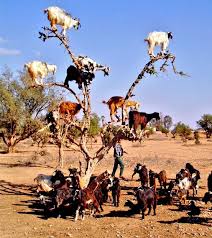 Goats In A Tree Animals Funny Animal Pictures Funny Animals