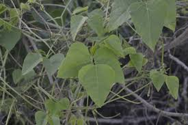 Image result for Neonotonia wightii