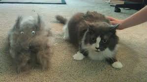 By understanding your cat's unique coat, you can apply the grooming regimen that's going to have the best impact on the shedding issue. Is My Hair Loss Seasonal Yoko S Haute Coiffure