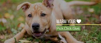Small puppies and elderly dogs. Dog Adoption In Alaska