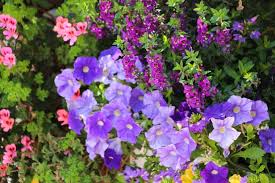 11 Different Types Of Angelonia Flowers Home Stratosphere