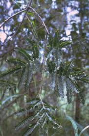 Image result for Entada stuhlmannii