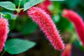 Image result for Acalypha