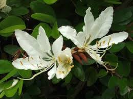 Image result for Bauhinia bowkeri