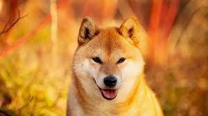 Where can you buy shib? Shiba Inu Traders Lost 46 5 Million On First Day Of Futures Analysis