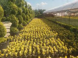 Süs bitkileri yetiştiriciliğini şu şekilde de gruplandırabiliriz. Bitki Temini Ve Satisi Nk Peyzaj