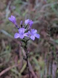 Image result for Buchnera affinis