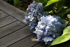 ティップス あじさいの花の色を 自分好みに変えてみない ルビデコ
