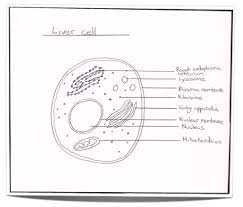 Pin On Ib Biology Hl