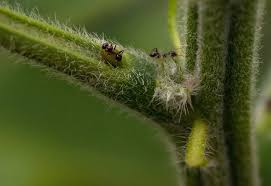 Image result for Senna hirsuta