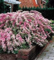 Pink flowering bushes in florida. Weigela Plants Foundation Plants Garden Yard Ideas