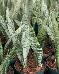 Image result for Sansevieria trifasciata