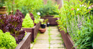 Tomatillos must be planted in pairs to cross pollinate. How To Build A Raised Bed Garden Farmers Almanac