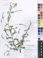 Image result for Indigofera lupatana