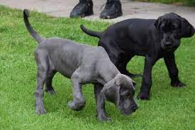 As our 'show prospects', because they have the same parents. Great Dane Puppies For Sale Of All Colors In Ct Ct Breeder