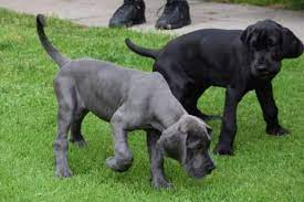 Find your perfect puppy today. Great Dane Puppies For Sale Of All Colors In Ct Ct Breeder