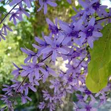Image result for Petrea volubilis
