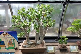 Image result for Crassula sarcocaulis