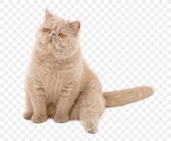 Both have a sweet articulation, short nose, large eyes, and a short, square body, all meeting up to make a. Exotic Shorthair Persian Cat British Shorthair Munchkin Cat Kitten Png 720x675px Exotic Shorthair Asian Asian Semilonghair