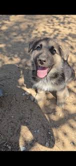 Looking for german shepherds or beglan shepherd in Ireland