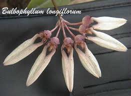 Image result for Bulbophyllum longiflorum