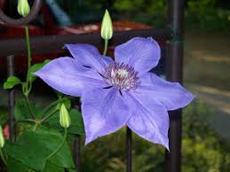 Check spelling or type a new query. Picking The Clematis That S Right For You
