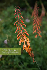 Image result for Kniphofia thomsonii