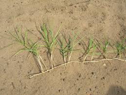 Image result for Panicum trichocladum