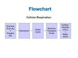 The Krebs Cycle And Electron Transport Glycolysis Review