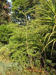 Image result for Dovyalis hispidula