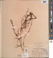 Image result for Cyanotis foecunda