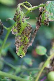 Why are my tomato plants' leaves wilting and turning yellow? Tomato Plant Disease How To Identify And Control Tomato Diseases