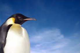 Emperor Penguin Facts For Kids Penguins Information
