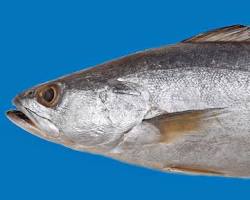 Pescada-Branca