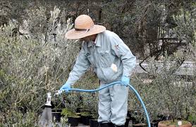 冬のオリーブの育て方 水やり 剪定などの管理法をご紹介 日本オリーブ公式通販