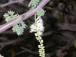 Image result for Acacia hockii