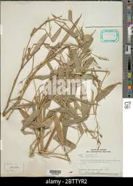 Image result for Olyra latifolia