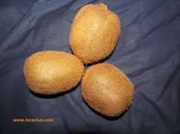 Kiwi Tohumu Nasil Cimlendirilir Kiwi Tohum Meyve Agaclari