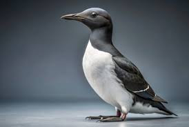 The Arctic's Thick-Billed Murres - The ...