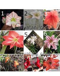 Taman bunga ini diharapkan menarik wisatawan. Jual Bibit Umbi Amaryllis Kualitas Bagus Griyatani Com Menyediakan Kebutuhan Bertani Anda