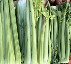 Image result for Apium graveolens