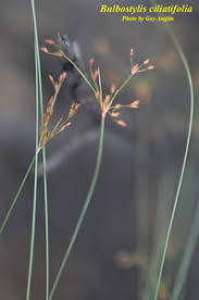 Image result for Bulbostylis sp.no.2