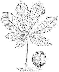 The game gets its name from the seed and is known as conkers. Aesculus Carnea Red Horse Chestnut Trees Of Stanford Environs
