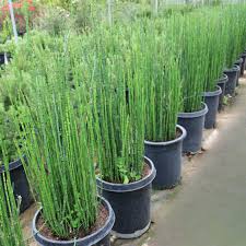 Image result for Equisetum