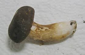 Image result for Xanthoconium sp.