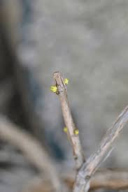 Image result for Hyparrhenia anemopaegma