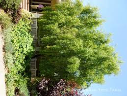 Image result for Maytenus