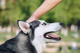 Make it a routine, feeding your siberian husky around the same times every day. How To Take Care Of A Siberian Husky Care And Training Guide