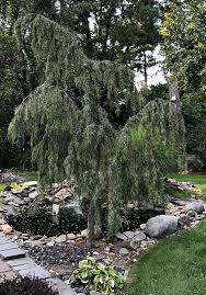 Maybe you would like to learn more about one of these? Treetuesday Photography Weeping Pine Tree Steemit